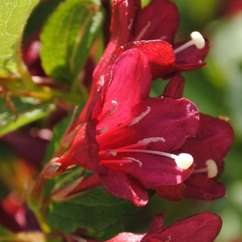 Komeakotakuusama Cherry Lace (Kukinta)