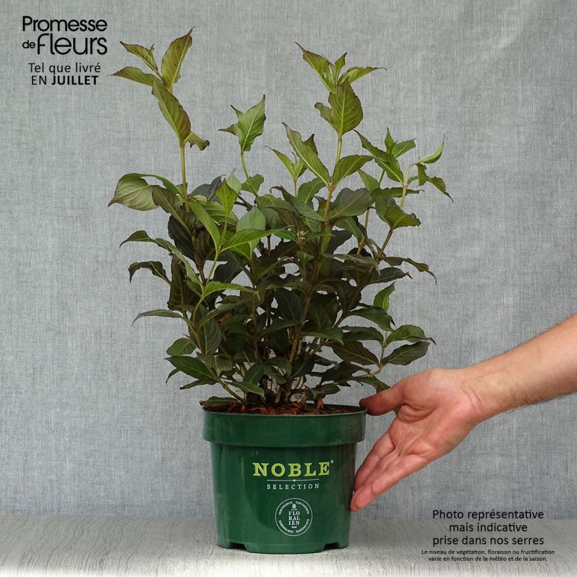Esimerkki kesällä toimitetusta Komeakotakuusama Ebony and Ivory Pot de 3L/4L-taimesta