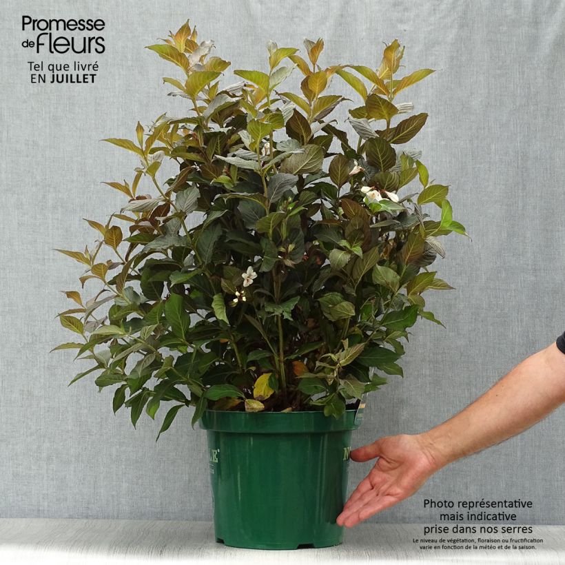 Esimerkki kesällä toimitetusta Komeakotakuusama Ebony and Ivory Pot de 7,5L/10L-taimesta