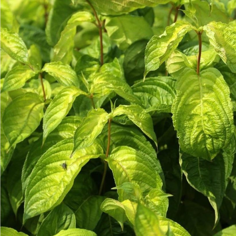Komeakotakuusama Lime Monster (Lehvistö)