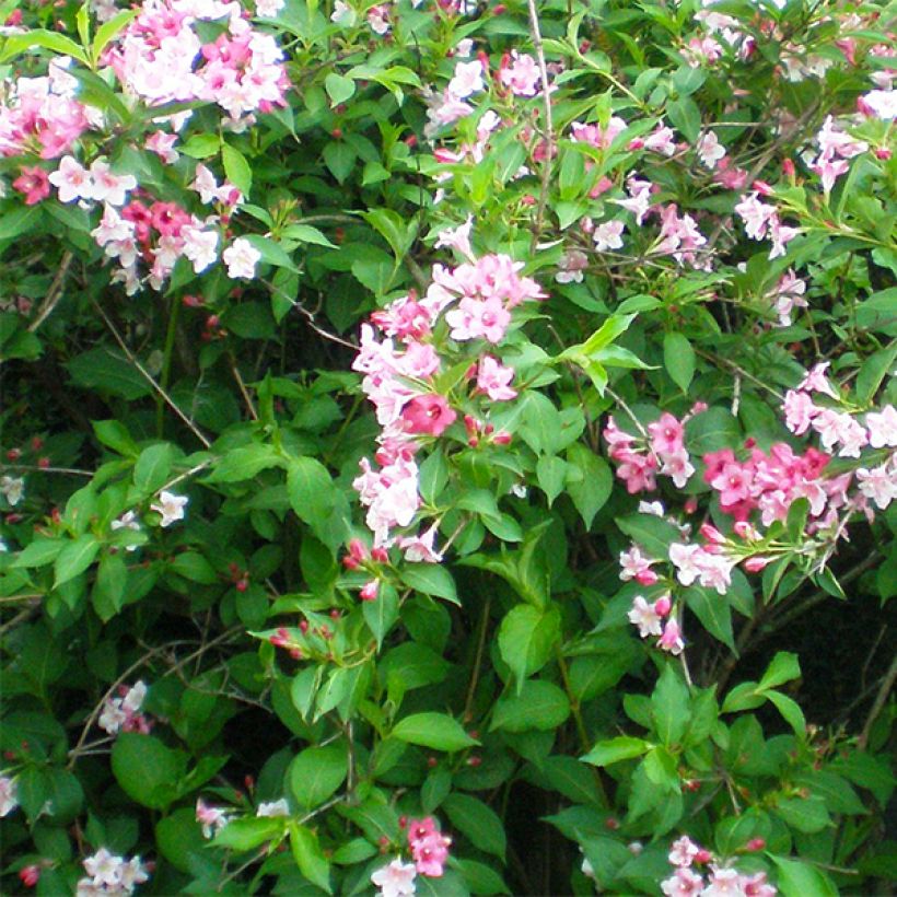 Komeakotakuusama Marjorie (Kukinta)