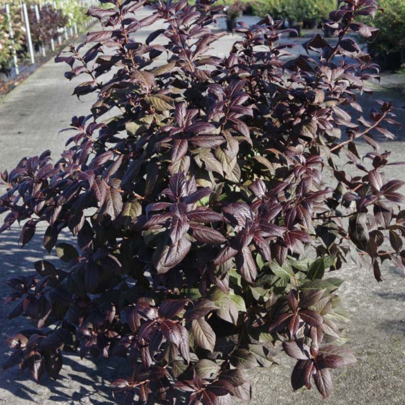 Komeakotakuusama Minor Black (Kasvutapa)