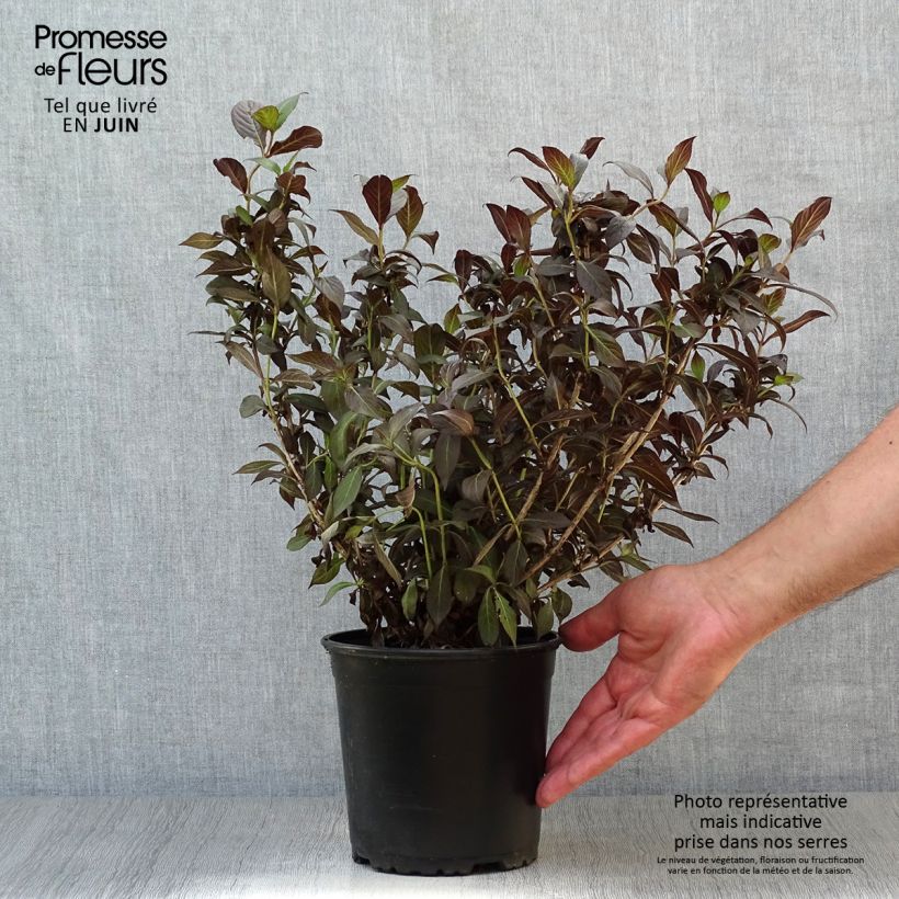 Esimerkki kesällä toimitetusta Komeakotakuusama Minor Black Pot de 2L/3L-taimesta