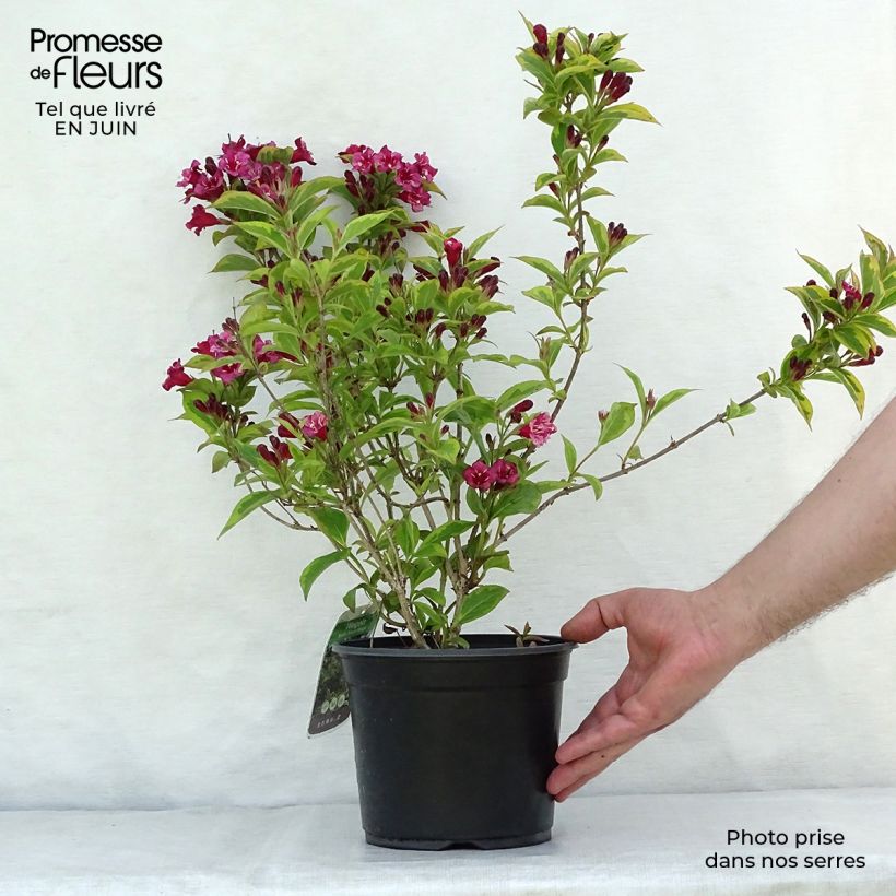 Esimerkki kesällä toimitetusta Komeakotakuusama Brigela Pot de 2L/3L-taimesta