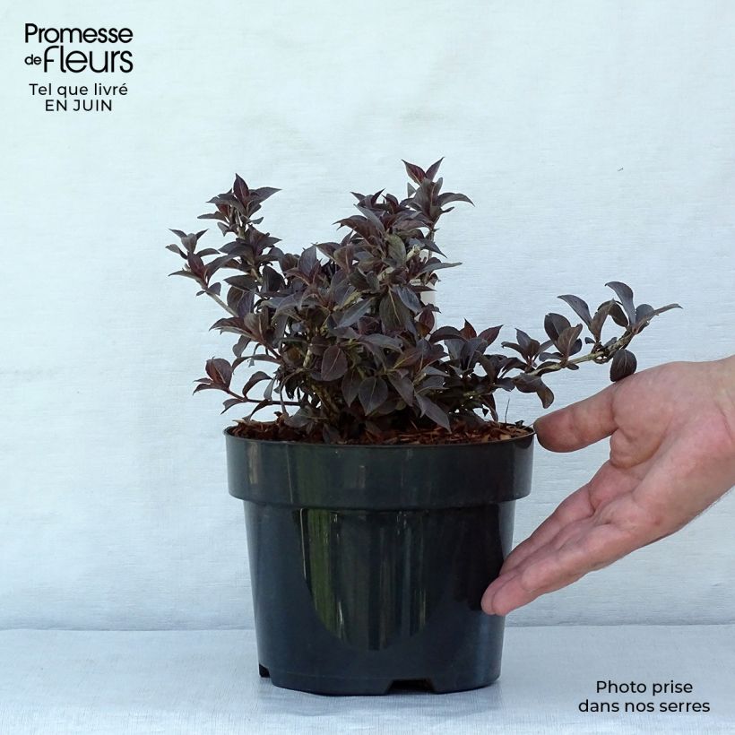 Esimerkki kesällä toimitetusta Komeakotakuusama Nana Purpurea Pot de 3L/4L-taimesta