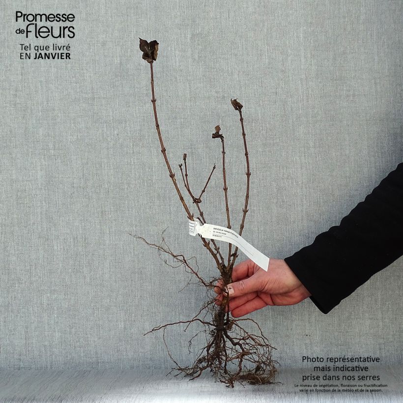Esimerkki talvella toimitetusta Komeakotakuusama Nana Purpurea Petites Racines nues-taimesta