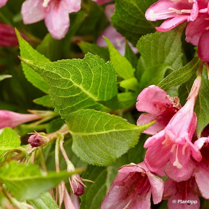 Komeakotakuusama Picobella Rosa (Lehvistö)