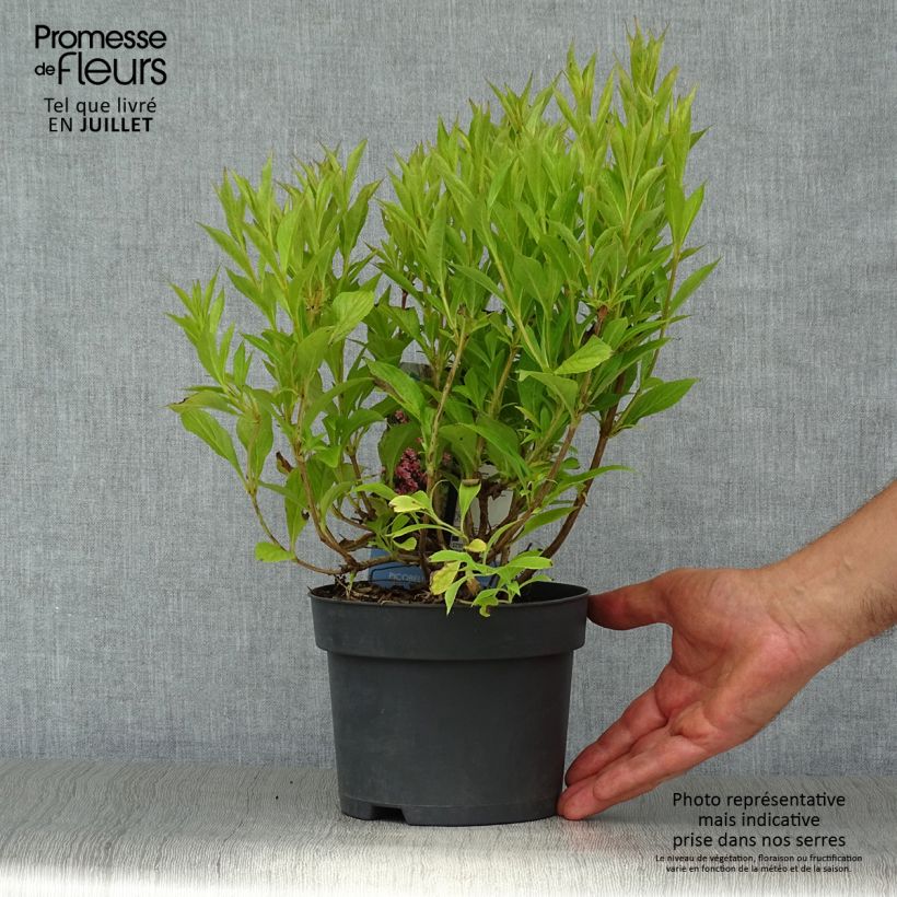 Esimerkki kesällä toimitetusta Komeakotakuusama Picobella Rosa Pot de 2L/3L-taimesta