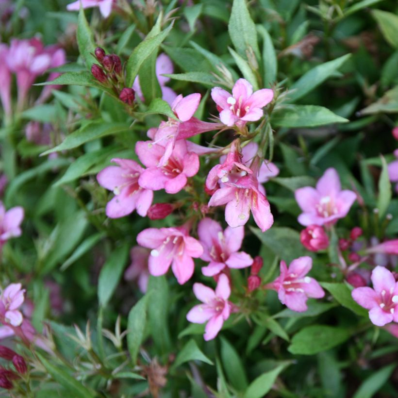 Komeakotakuusama Picobella Rosa (Kukinta)