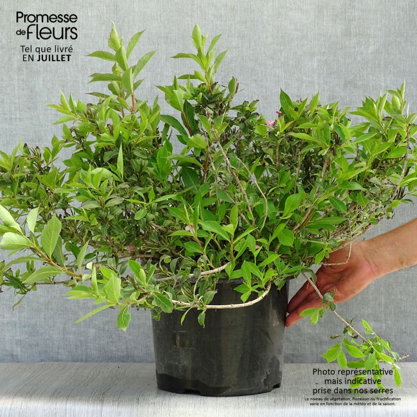 Esimerkki kesällä toimitetusta Komeakotakuusama Pink Poppet Pot de 7,5L/10L-taimesta