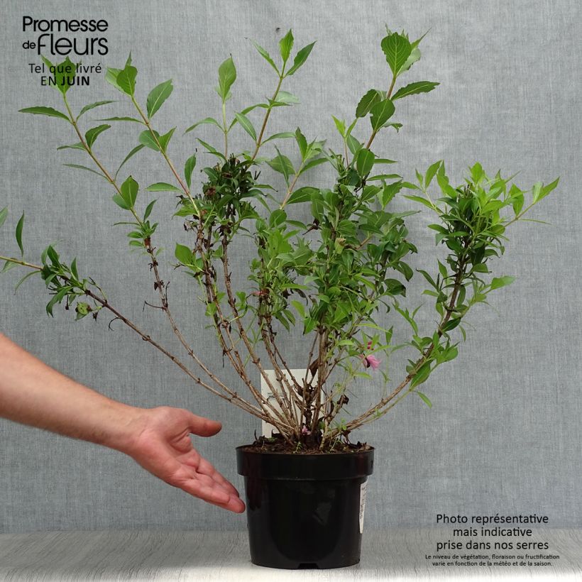 Esimerkki kesällä toimitetusta Komeakotakuusama Pink Poppet Pot de 3L/4L-taimesta