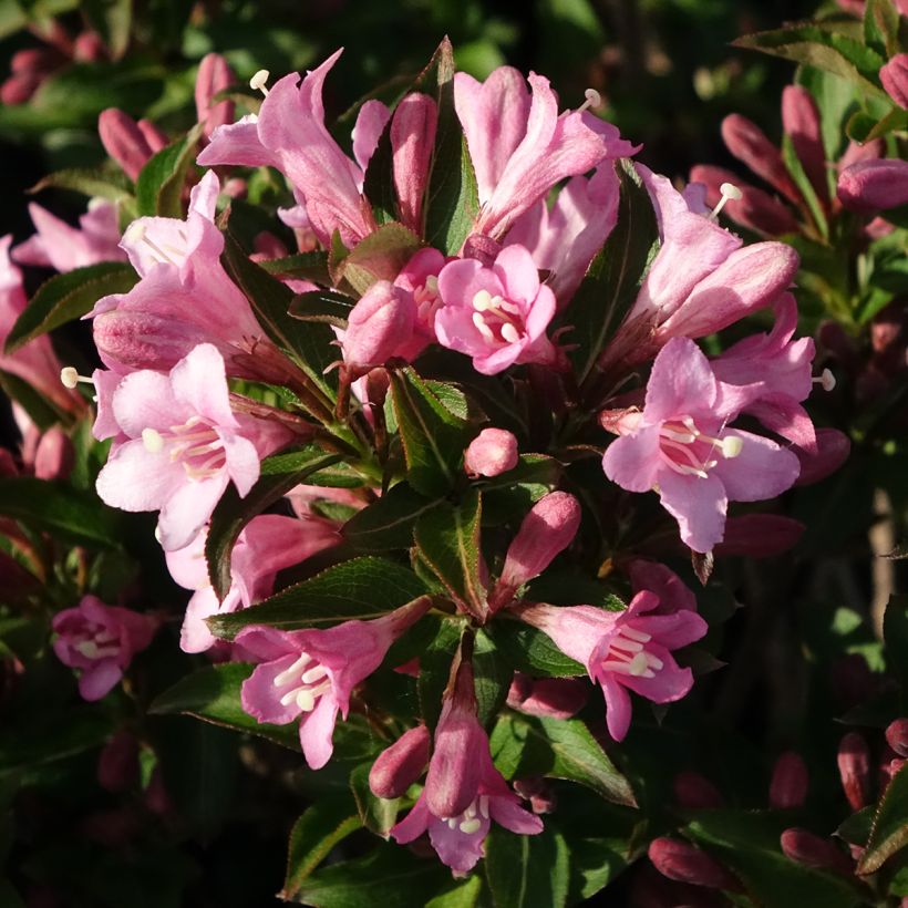 Komeakotakuusama Pink Poppet (Kukinta)
