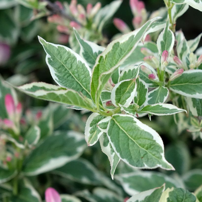 Komeakotakuusama Variegata (Lehvistö)