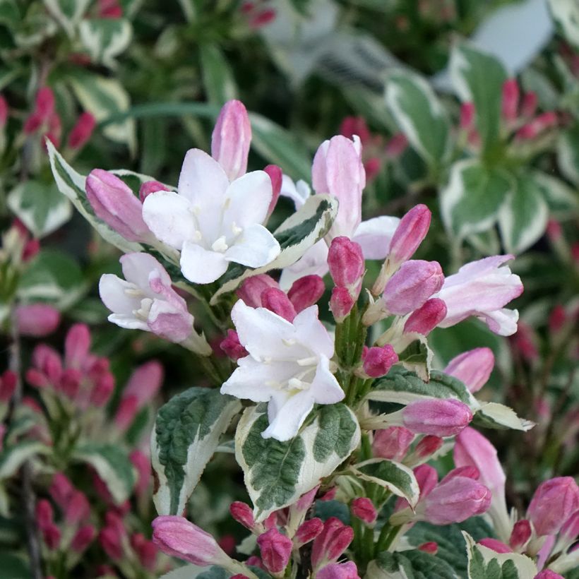 Komeakotakuusama Variegata (Kukinta)