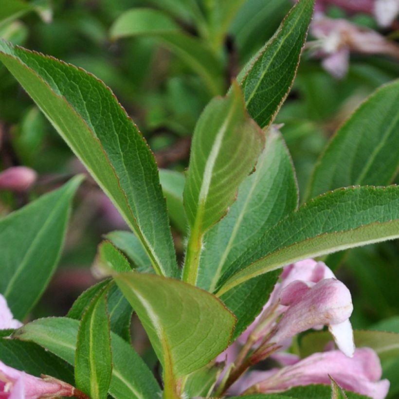 Komeakotakuusama Pink Poppet (Lehvistö)
