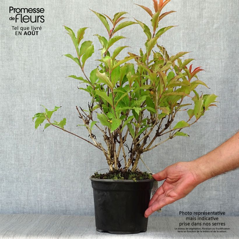 Esimerkki kesällä toimitetusta Komeakotakuusama Red Prince Pot de 2L/3L-taimesta