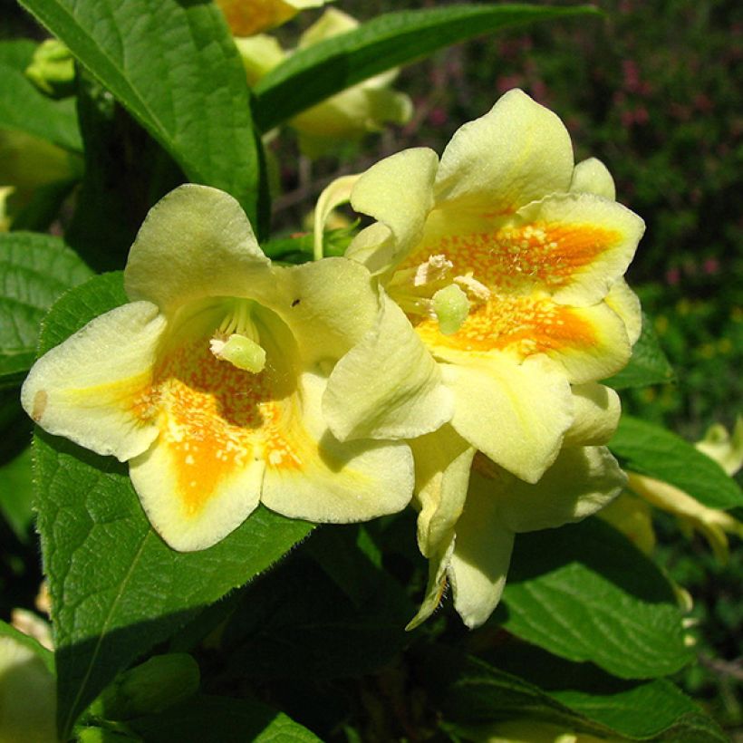 Keltakotakuusama - Weigela middendorffiana (Kukinta)