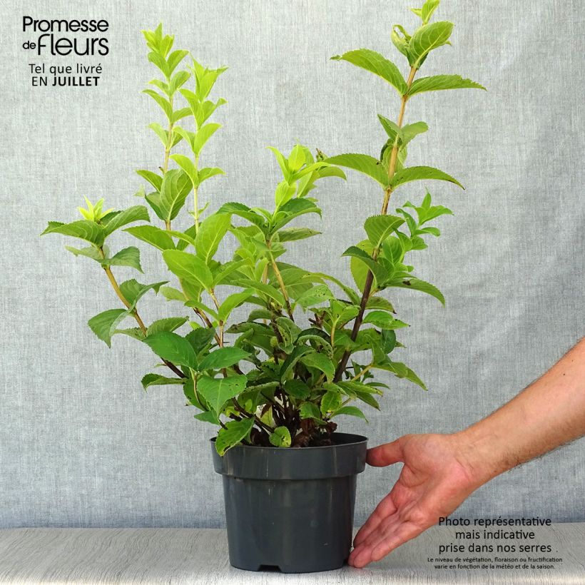 Esimerkki kesällä toimitetusta Keltakotakuusama - Weigela middendorffiana Ruukku 3L / 4L-taimesta