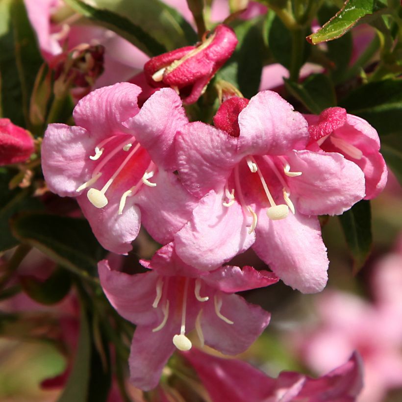 Komeakotakuusama Stelzneri (Kukinta)