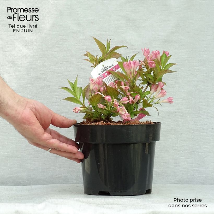 Esimerkki kesällä toimitetusta Komeakotakuusama All Summer Peach Ruukku 3L / 4L-taimesta