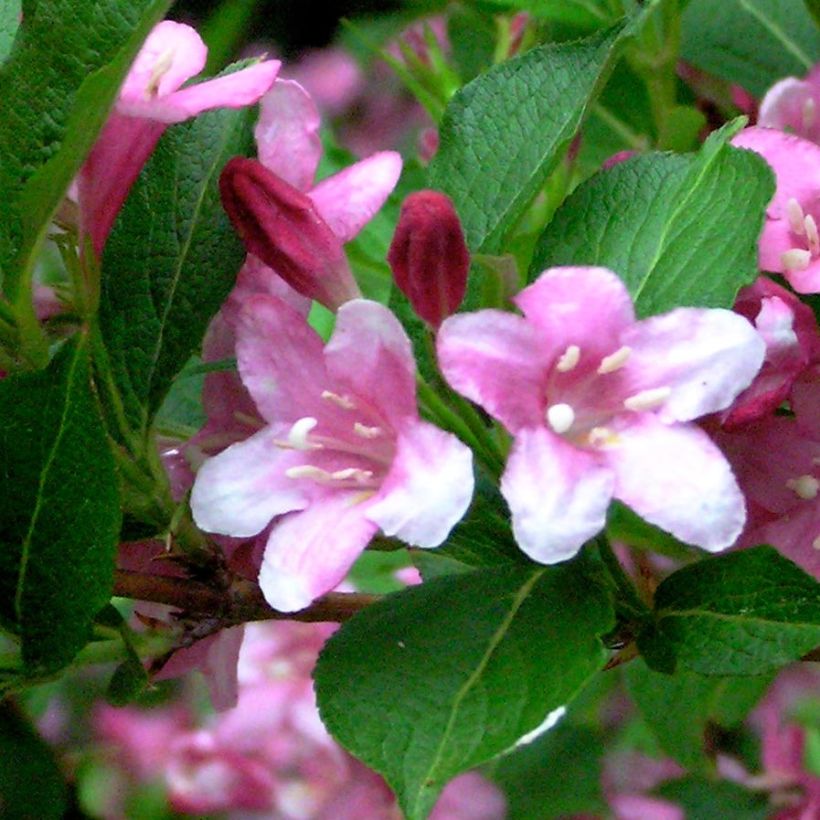 Komeakotakuusama Stelzneri (Lehvistö)