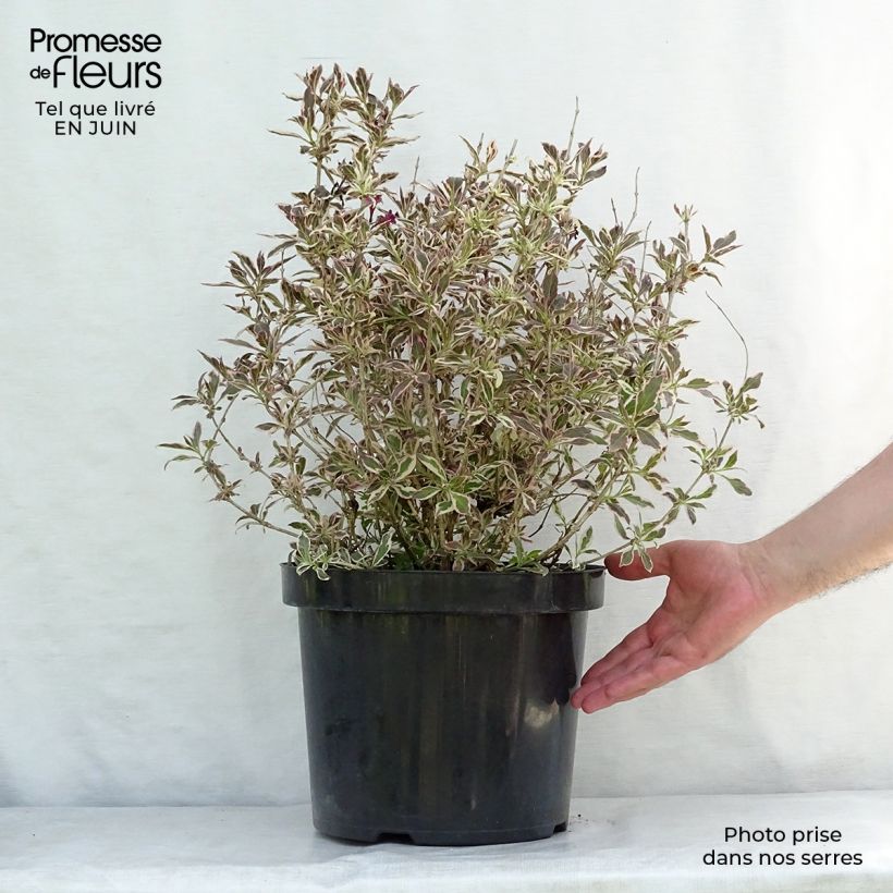 Esimerkki kesällä toimitetusta Komeakotakuusama Monet Verweig Ruukku 7,5L / 10L-taimesta