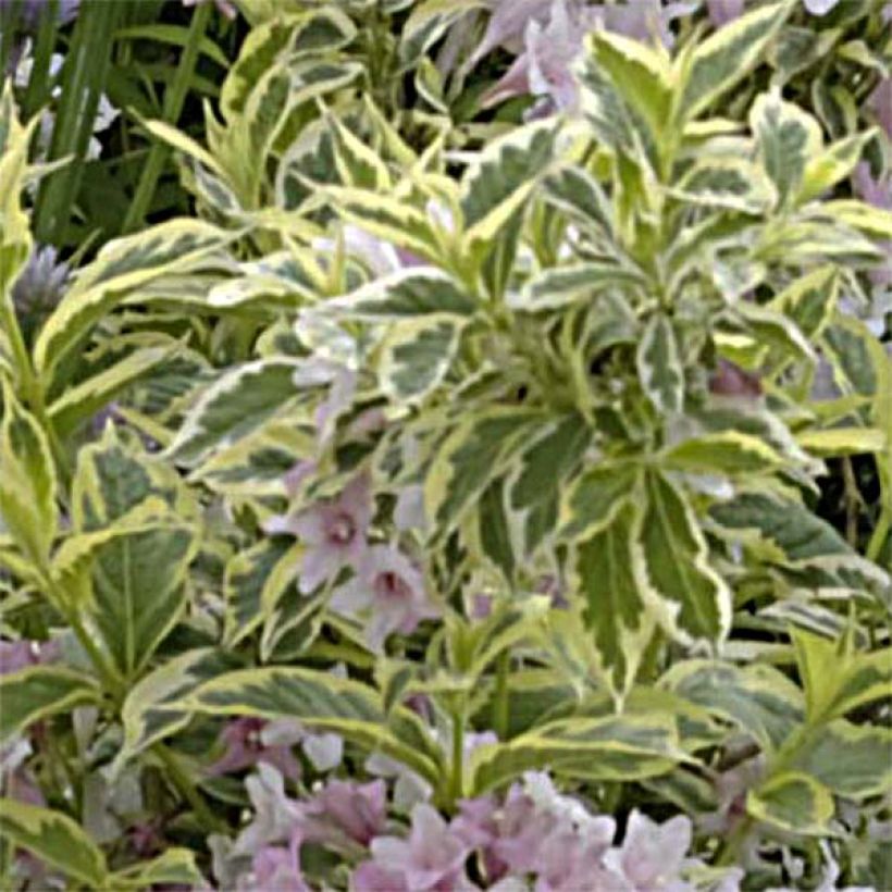 Komeakotakuusama Nana Variegata (Lehvistö)