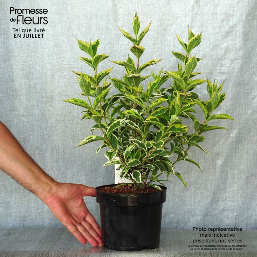 Esimerkki kesällä toimitetusta Komeakotakuusama Nana Variegata Ruukku 2L / 3L-taimesta