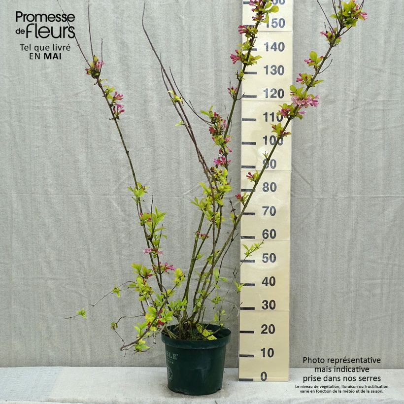 Esimerkki keväällä toimitetusta Komeakotakuusama Polka Ruukku 7,5L / 10L-taimesta