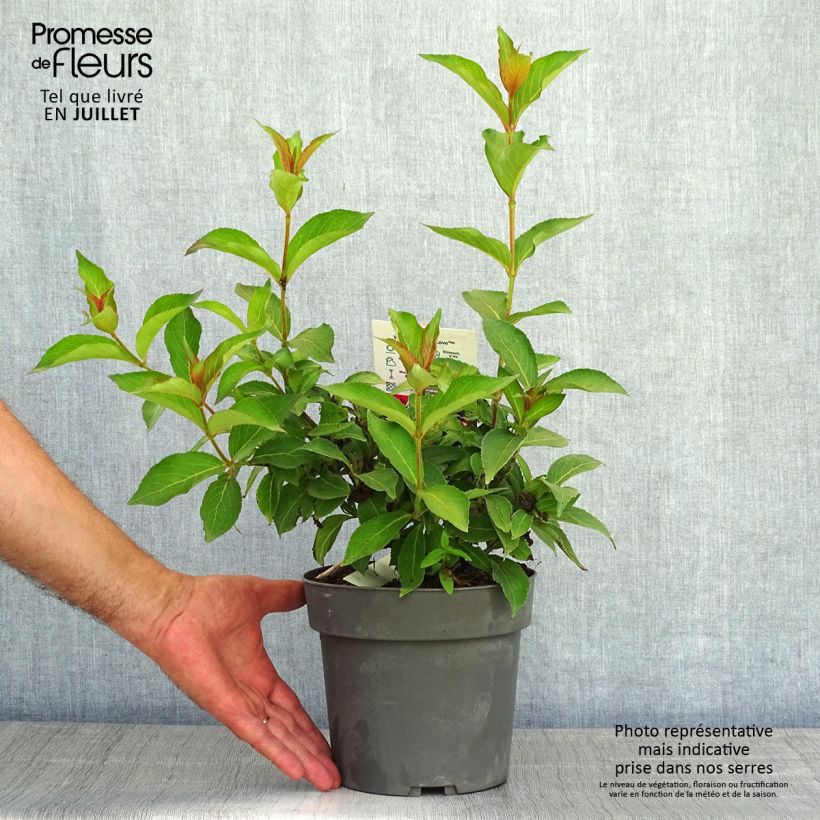 Esimerkki kesällä toimitetusta Komeakotakuusama Cherry Love Pot de 3L/4L-taimesta