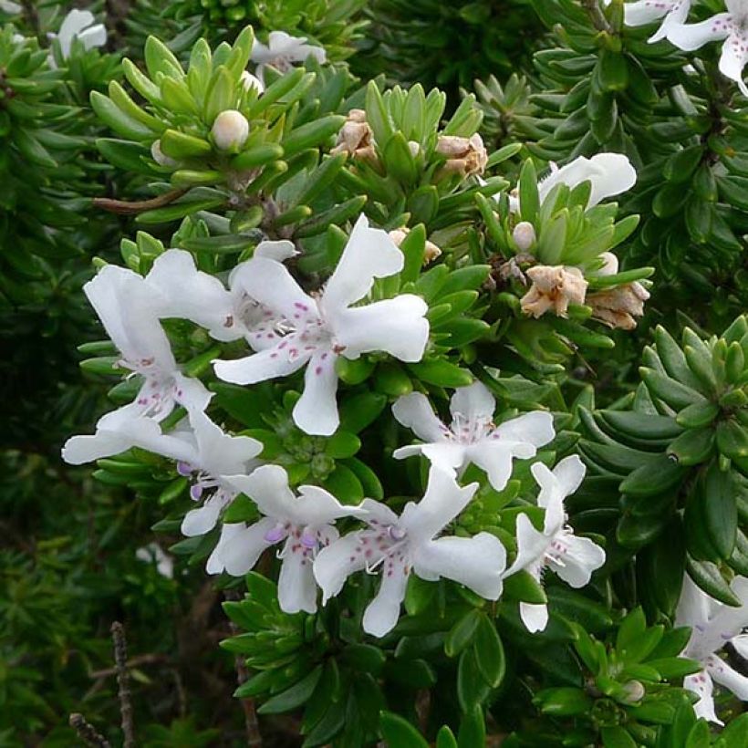 Neidonrosmikki - Westringia fruticosa (Kukinta)