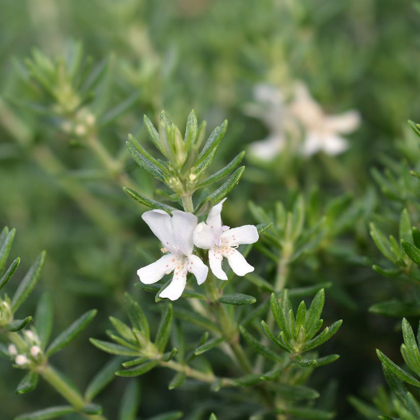Neidonrosmikki Blanc (Kukinta)
