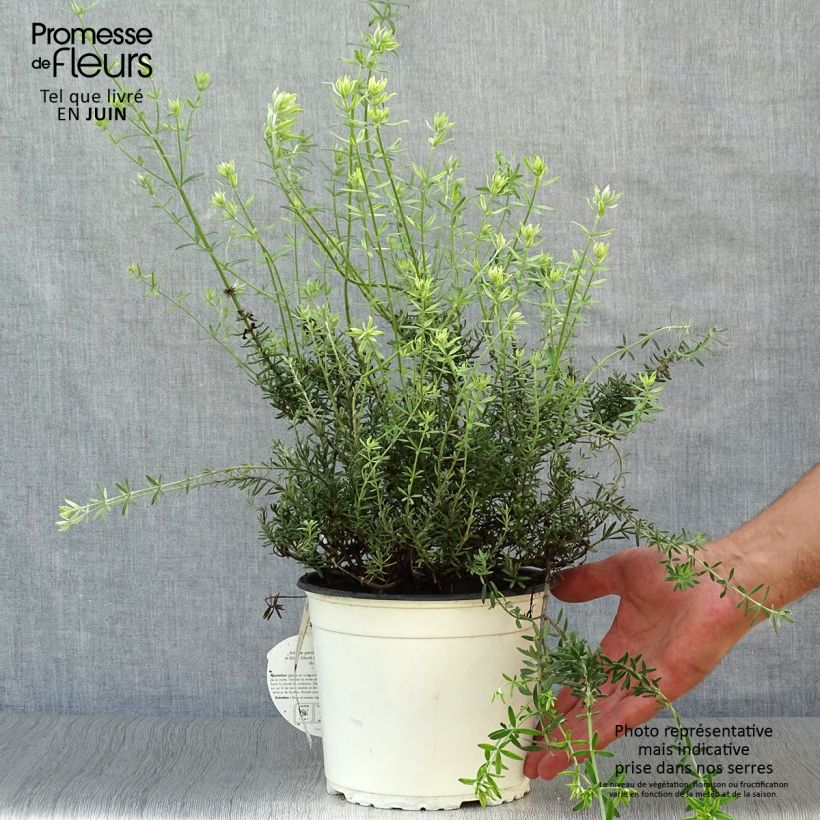 Esimerkki kesällä toimitetusta Neidonrosmikki Blanc Pot de 2L/3L-taimesta