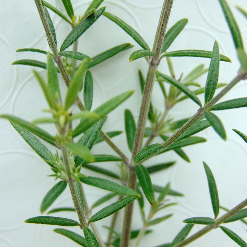 Neidonrosmikki - Westringia fruticosa (Lehvistö)