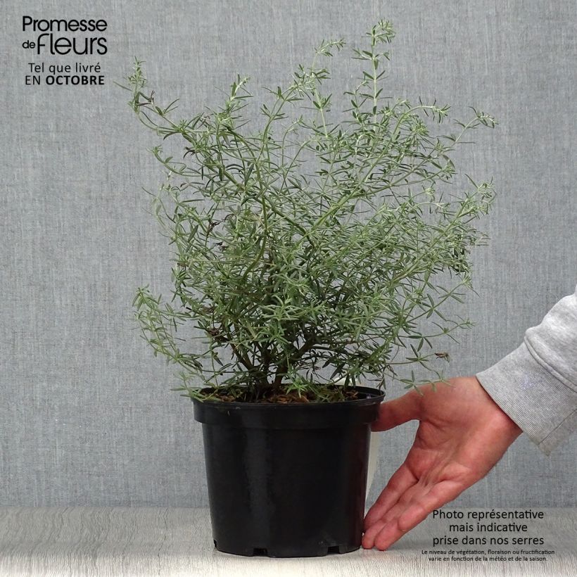 Esimerkki syksyllä toimitetusta Neidonrosmikki - Westringia fruticosa 2 litran/3 litran ruukku-taimesta