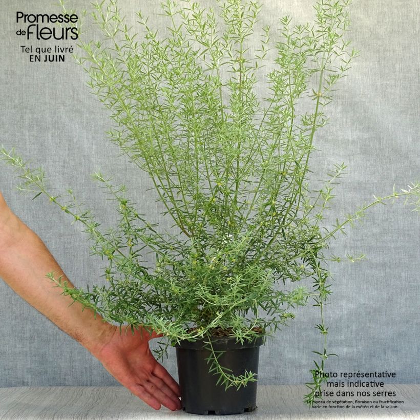 Esimerkki kesällä toimitetusta Neidonrosmikki - Westringia fruticosa Pot de 2L/3L-taimesta
