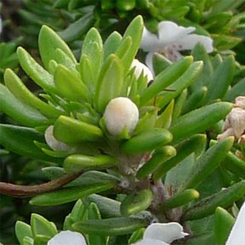 Neidonrosmikki Blanc (Lehvistö)