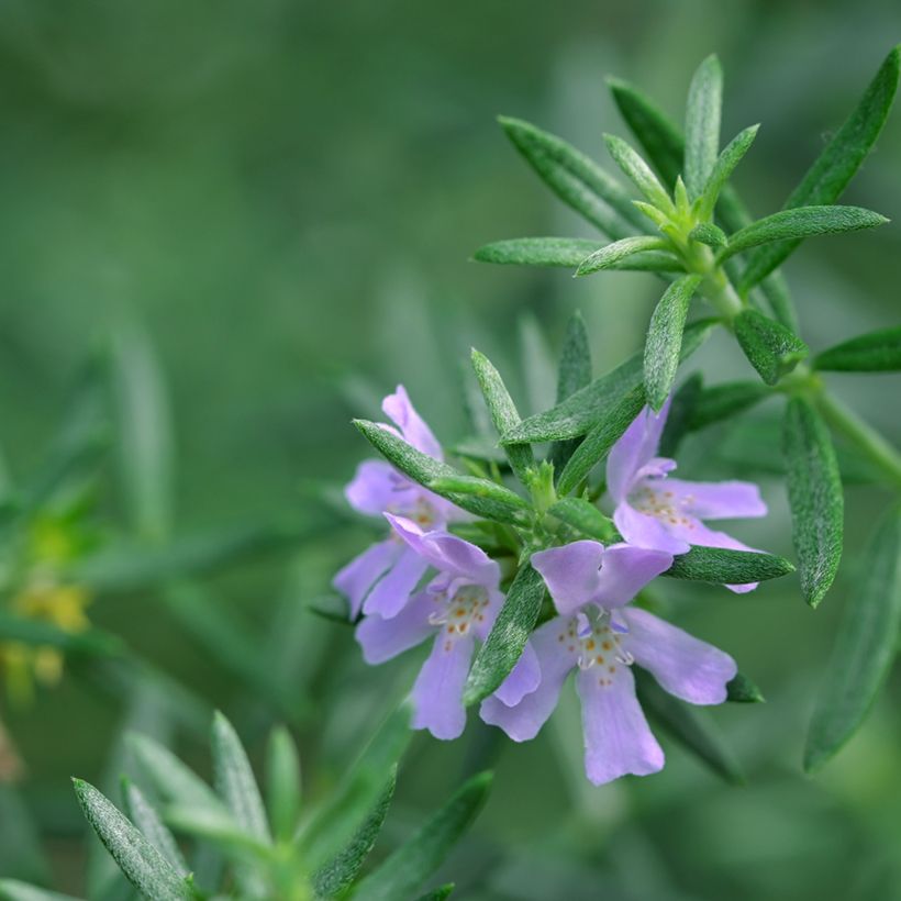 Rosmiki - Westringia glabra (Lehvistö)
