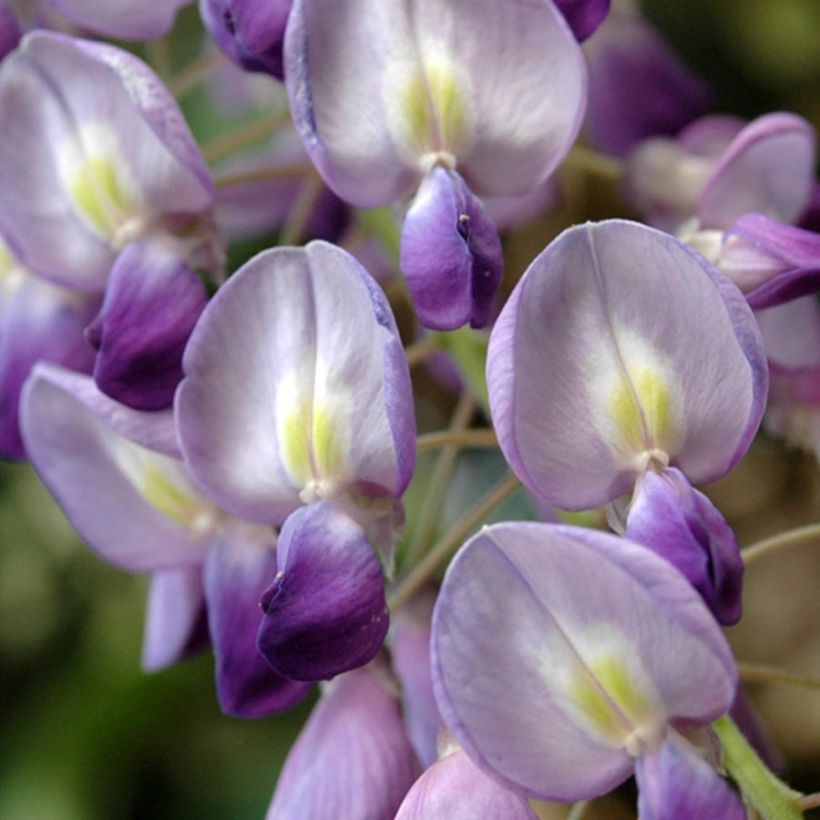Japaninsinisade - Wisteria floribunda (Kukinta)