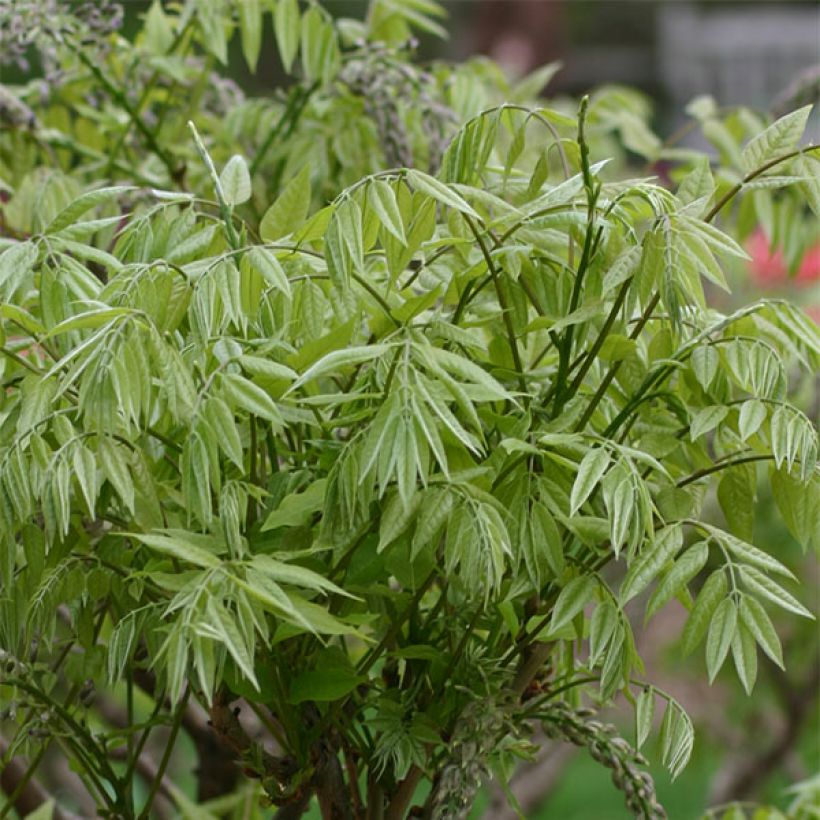 Japaninsinisade Macrobotrys (Foliage)