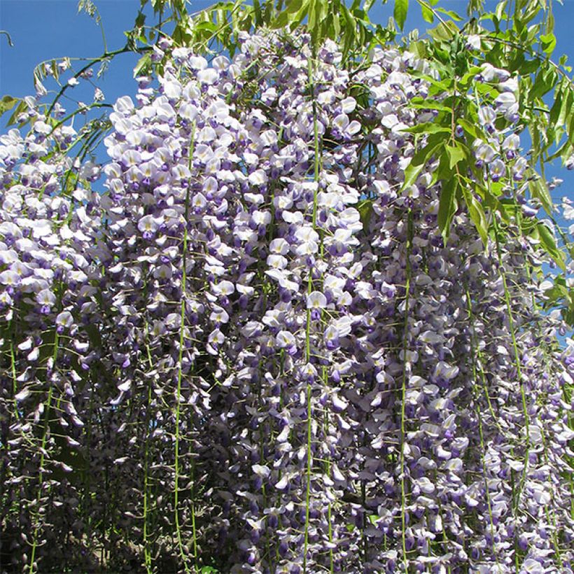 Japaninsinisade Macrobotrys (Flowering)