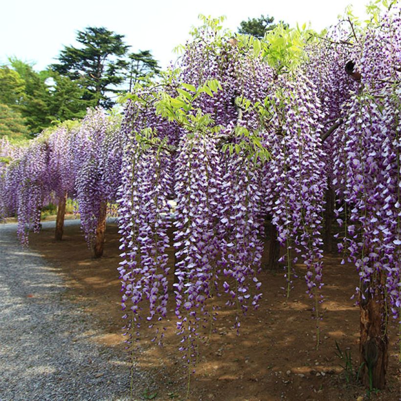 Japaninsinisade Macrobotrys (Plant habit)