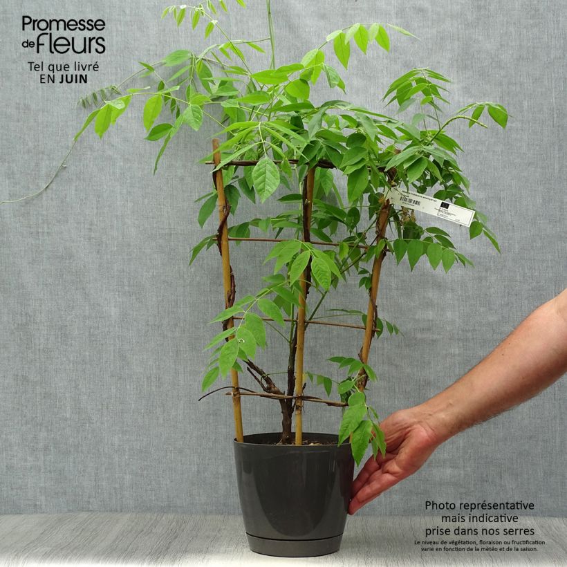 Esimerkki kesällä toimitetusta Sinisatee Amethyst Falls Pot de 3L/4L-taimesta