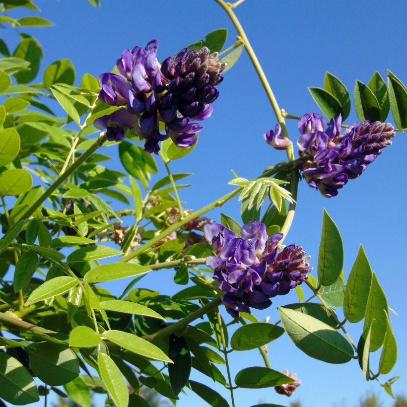 Sinisatee Longwood Purple (Kukinta)