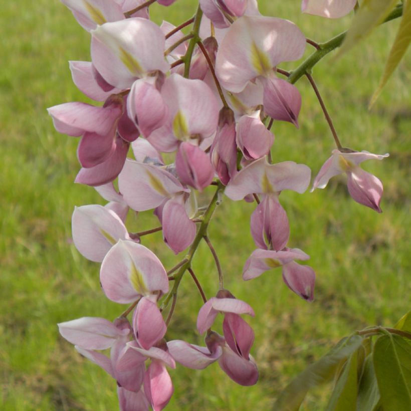 Sinisatee Rosea (Kukinta)