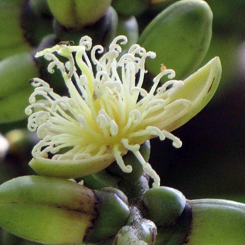 Wodyetia bifurcata (Kukinta)