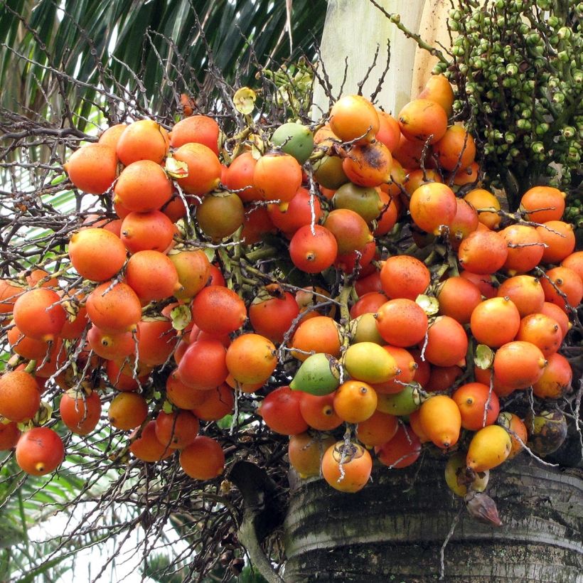 Wodyetia bifurcata (Sadonkorjuu)