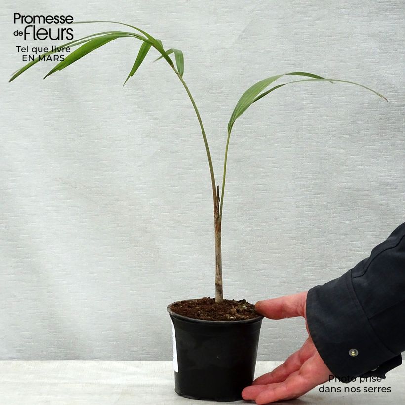 Esimerkki keväällä toimitetusta Wodyetia bifurcata Pot de 20L/25L-taimesta