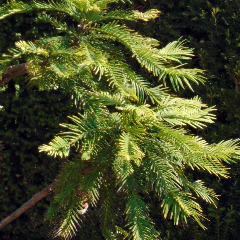 Australianwollemia - Wollemia nobilis (Lehvistö)
