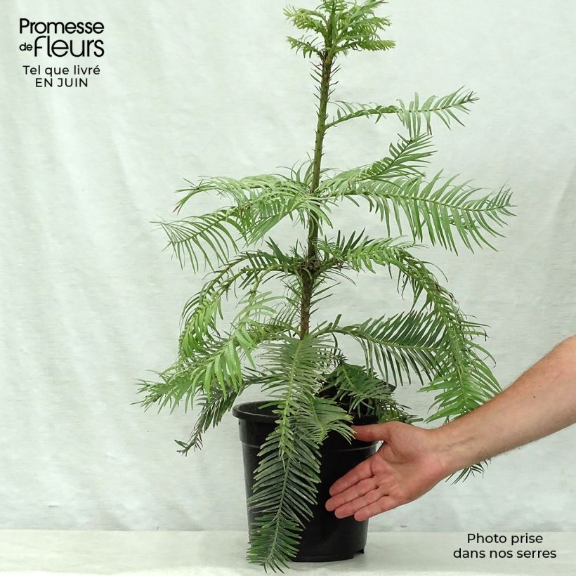 Esimerkki kesällä toimitetusta Australianwollemia - Wollemia nobilis Pot de 6L/7L-taimesta